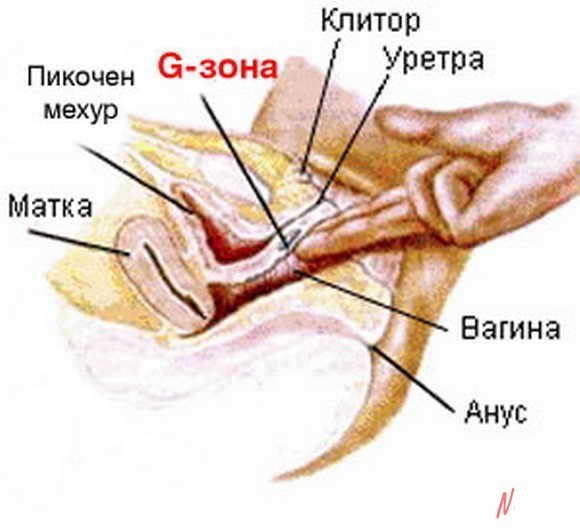 Важно стимулировать точку g