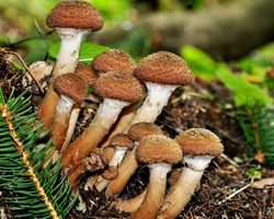 Разновидности грибов опят — съедобные, ложные, луговые, успенские, китайские, зимние, осенние, летние опята: описание, фото. Как выглядят съедобные и несъедобные грибы опята, как их различить? Где растут, когда собирать и как вырастить грибы опята на даче?