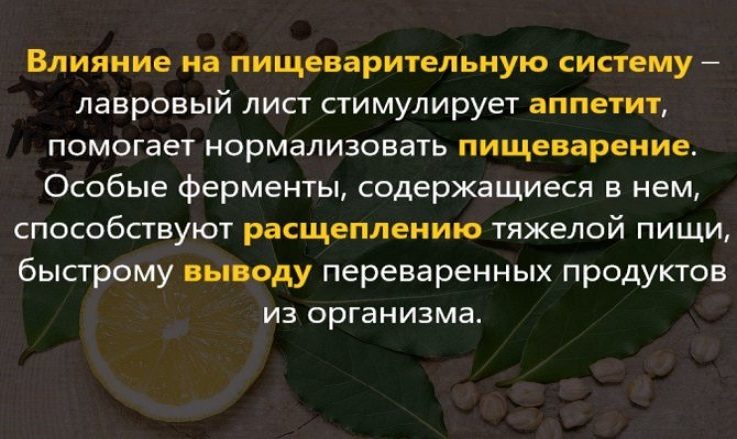 Полезные свойства лаврового листа