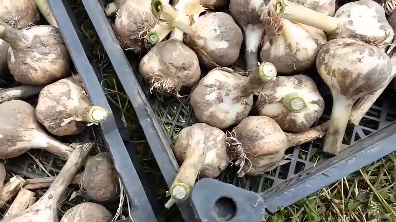 Можно ли замораживать чеснок для хранения на зиму?