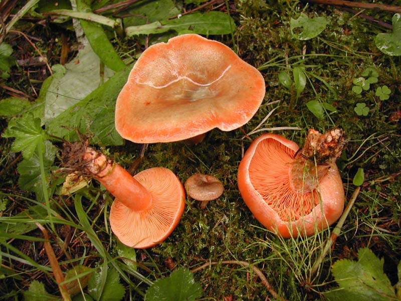 Рыжики