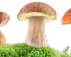 Со скольки лет можно есть грибы детям? Можно ли детям давать кушать белые грибы, шампиньоны, вешенки, лисички, сморчки, жареные грибы?