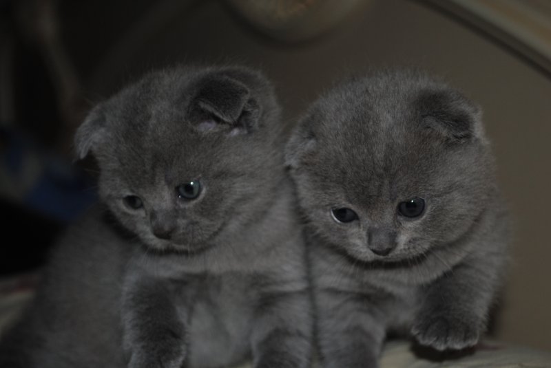 Зубы у шотландских кошек