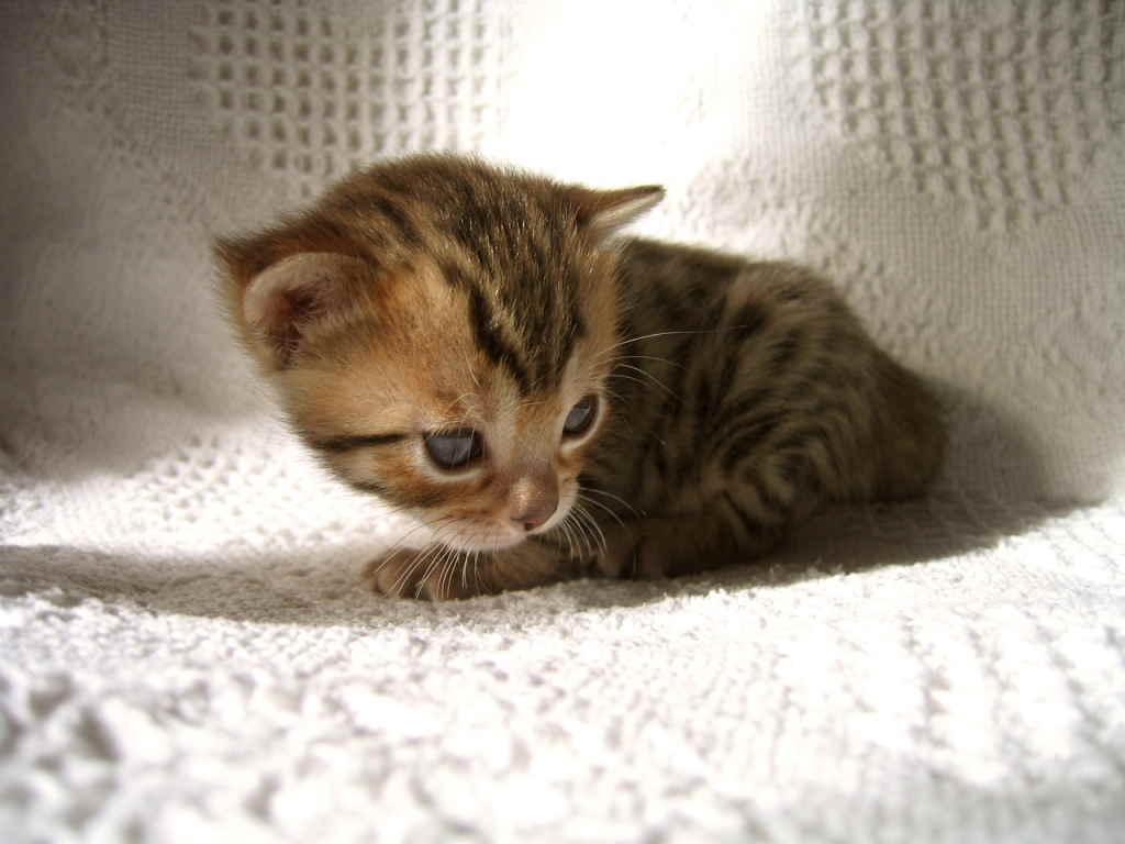 Молочные зубы у котят