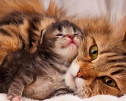 Когда у котят меняются молочные зубы на постоянные, в каком возрасте? Выпадают ли зубы у вислоухих котят? У котенка меняются зубы: симптомы