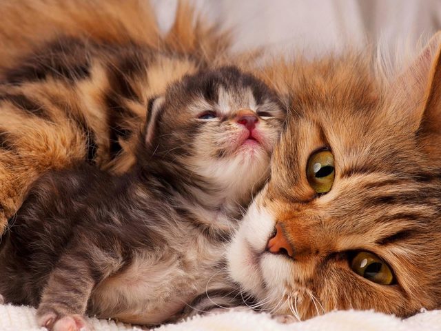 Когда у котят меняются молочные зубы на постоянные, в каком возрасте? Выпадают ли зубы у вислоухих котят? У котенка меняются зубы: симптомы