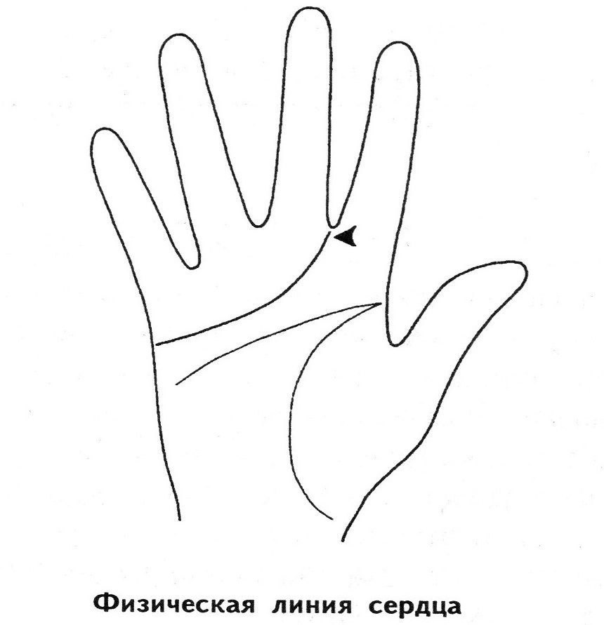 Физическая линия сердца выдаёт людей эмоциональных