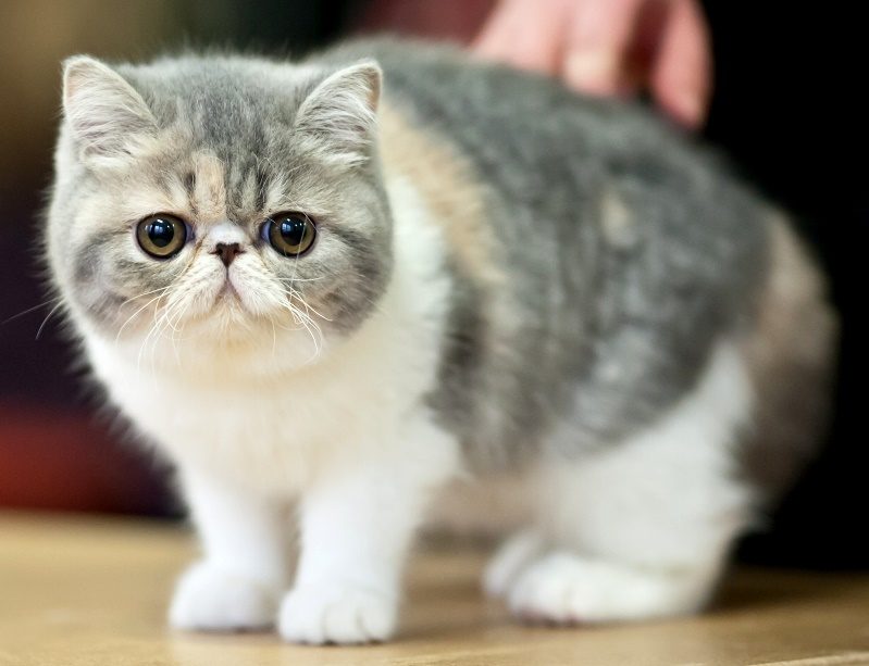 Экзотическая короткошерстная