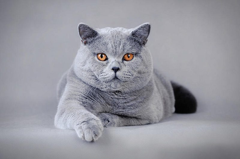 Британские короткошерстные