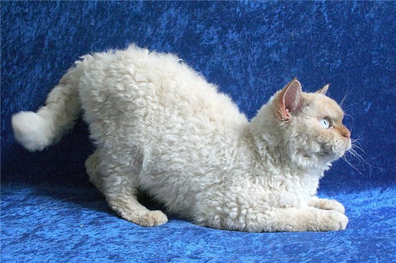 Немецкий рекс
