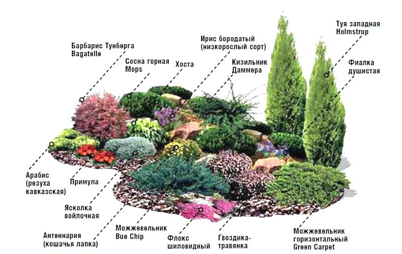Схема посадки растений на альпийской горке