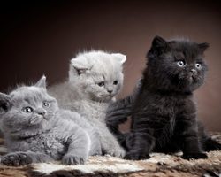 Все породы домашних кошек и котов с фотографиями и названиями: фото, описание характера
