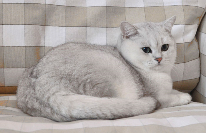 Британская шиншилла