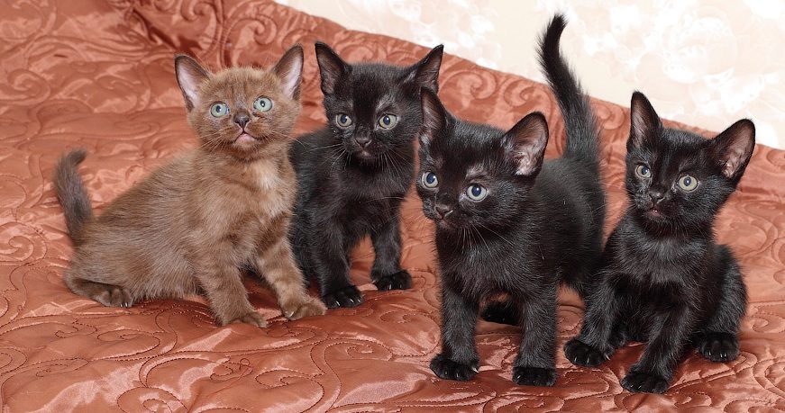 Котята бомбей