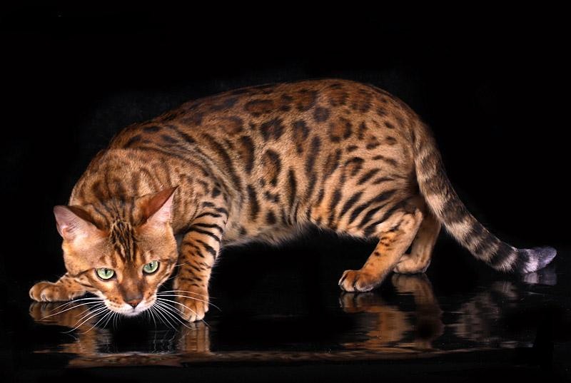 Бенгальская кошка