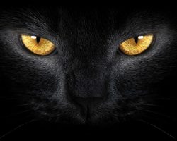Бомбейская короткошерстная кошка, похожая на пантеру: характер, описание, фото. Сколько стоит бомбейская кошка? Как выглядит бомбейская кошка и котята?