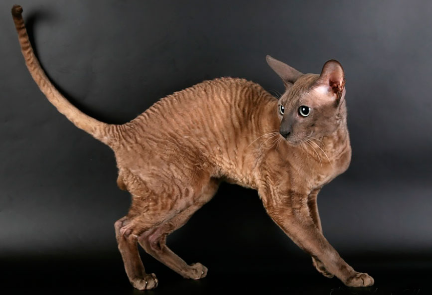 Корниш рекс