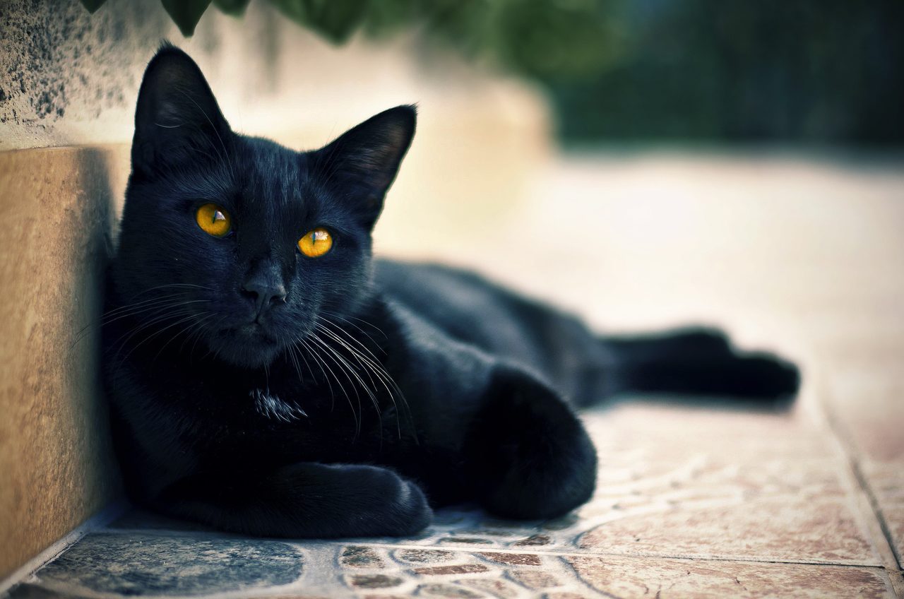 Уход за кошкой бомбей