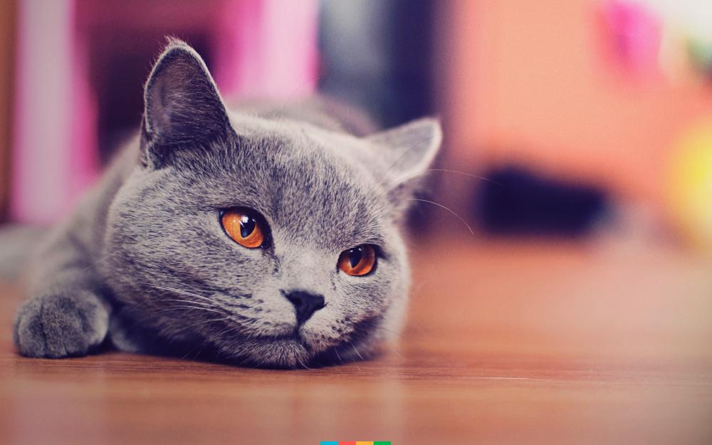 Корат