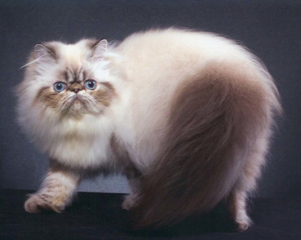 Гималайская кошка