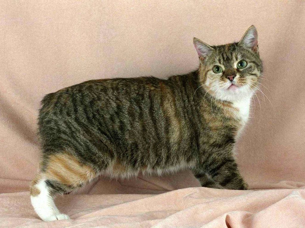 Мэнская бесхвостая кошка