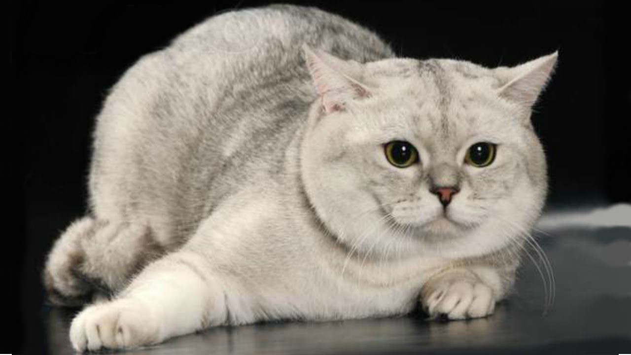 Скоттиш страйт