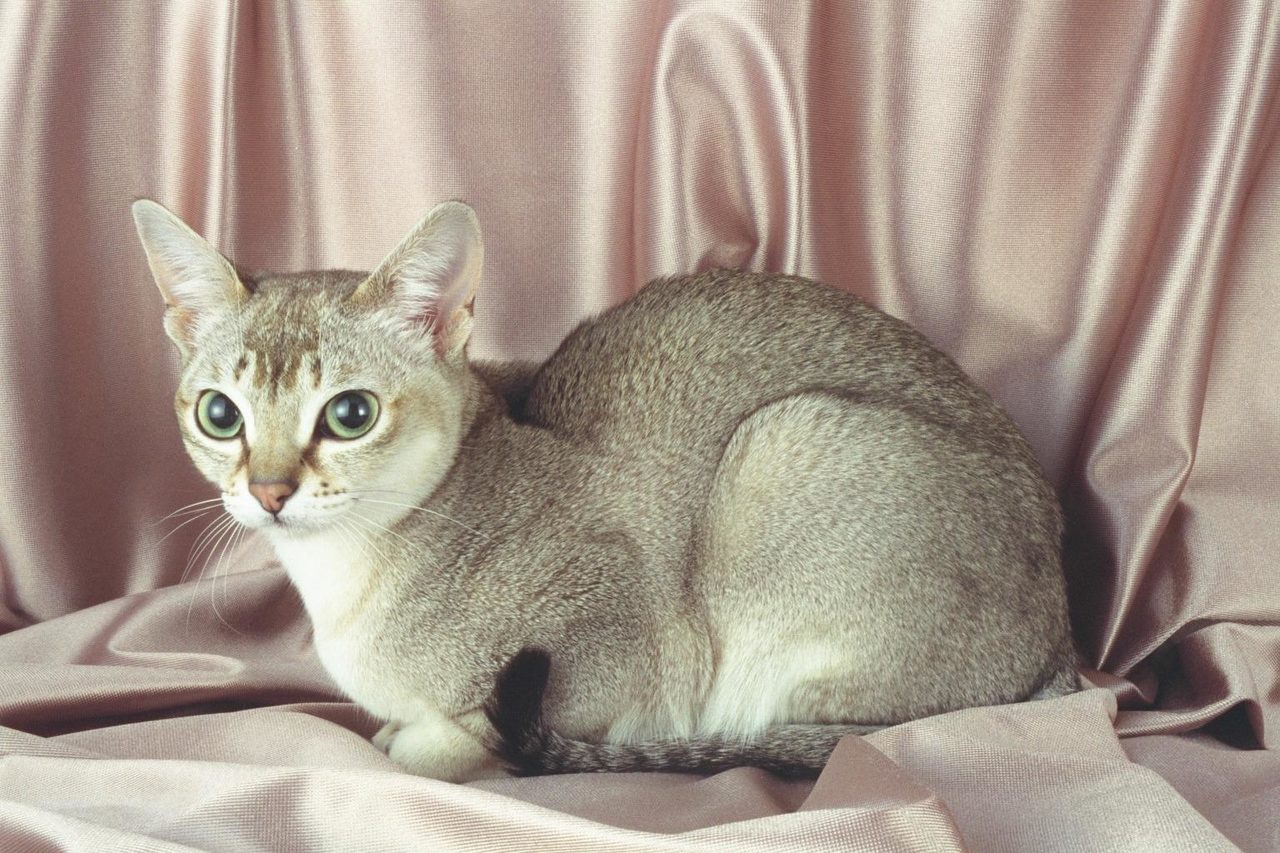 Сингапурская кошка