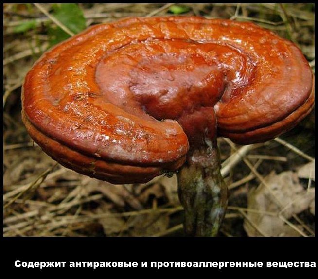 Лечебные свойства