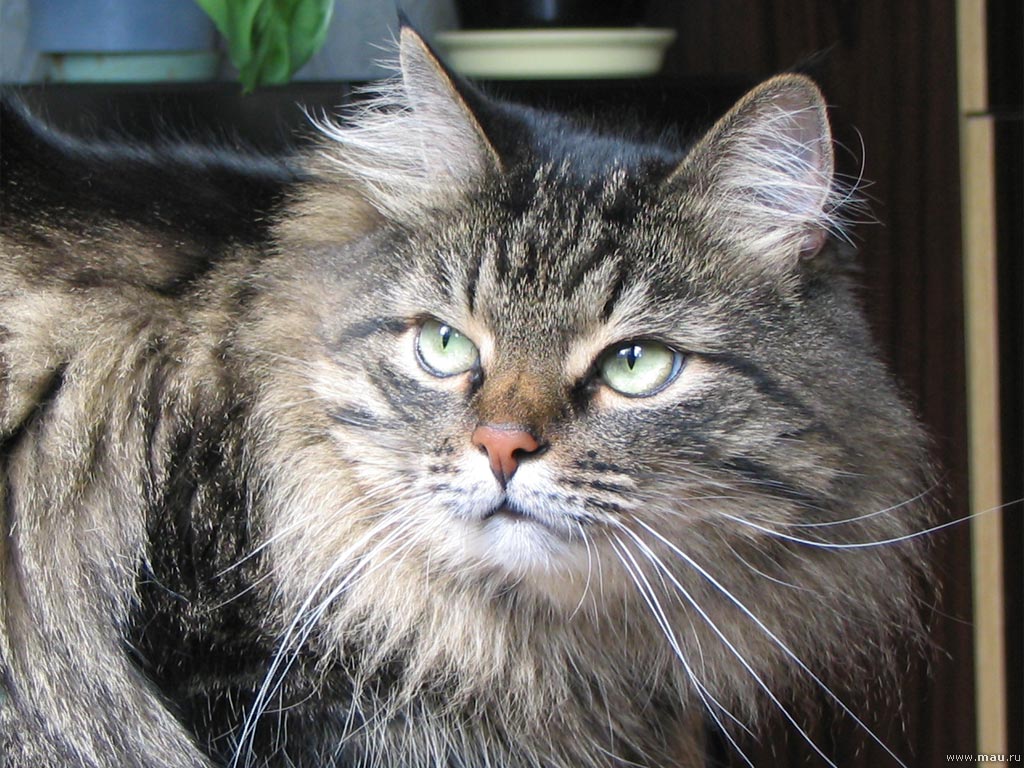 Сибирский кот