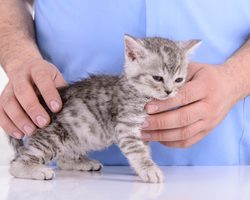 Какие кровососущие насекомые и паразиты могут жить на теле кошки? Могут ли человеческие вши жить на кошках? Какими паразитами и глистами можно заразиться от кошек? Как уберечься от заражения паразитами и насекомыми от кошек?