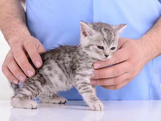 Какие кровососущие насекомые и паразиты могут жить на теле кошки? Могут ли человеческие вши жить на кошках? Какими паразитами и глистами можно заразиться от кошек? Как уберечься от заражения паразитами и насекомыми от кошек?