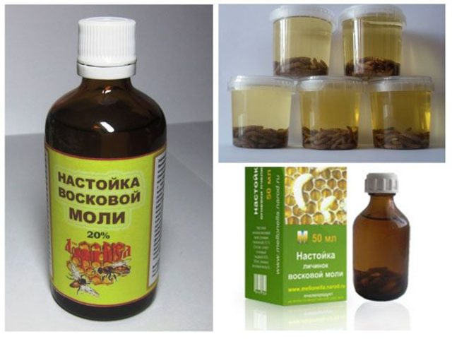 Настойка из личинок восковой моли: лечебные свойства, рецепт приготовления, показания, инструкция по применению, противопоказания, отзывы. Дозировка настойки из восковой моли для детей, малышей, взрослых