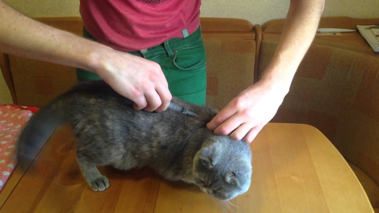 Вакцина поливак для кошек: инструкция по применению