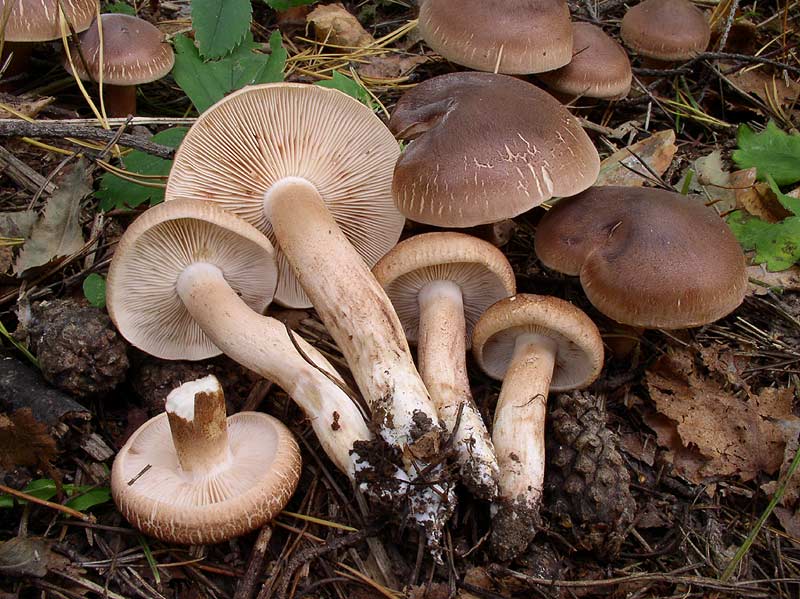 Рядовка чешуйчатая, сластушка