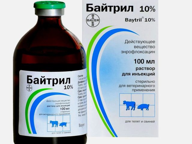 Байтрил – антибиотик: инструкция по применению и дозировки для голубей, кошек, собак, цыплят, птиц, попугаев, перепелов, кроликов. Байтрил: аналоги и отзывы