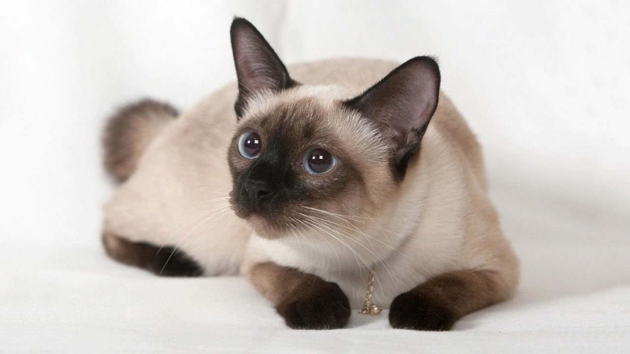 Сколько лет в среднем живут кошки и коты сиамские?