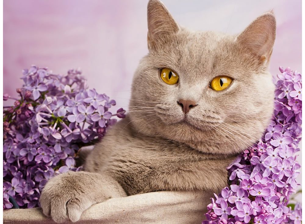 Сколько лет живут стерилизованные кошки и кастрированные коты?