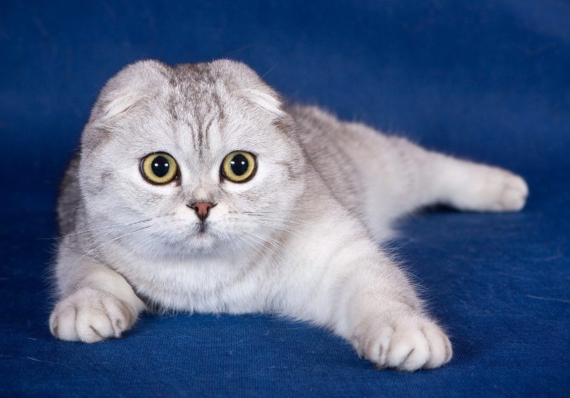 Сколько лет в среднем живут кошки и коты шотландские вислоухие?
