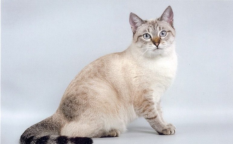 Сколько лет в среднем живут кошки и коты тайские?