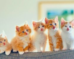 Сколько лет в среднем живут кошки и коты британские, персидские, сиамские, лысые сфинксы, шотландские вислоухие, бенгальские, тайские, сибирские в домашних условиях? Какие породы кошек живут дольше всех? Сколько максимально живут кошки долгожители?