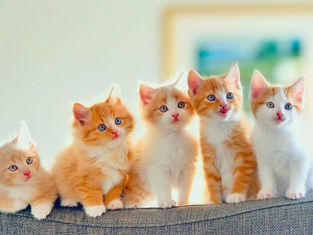 Сколько лет в среднем живут кошки и коты британские, персидские, сиамские, лысые сфинксы, шотландские вислоухие, бенгальские, тайские, сибирские в домашних условиях? Какие породы кошек живут дольше всех? Сколько максимально живут кошки долгожители?