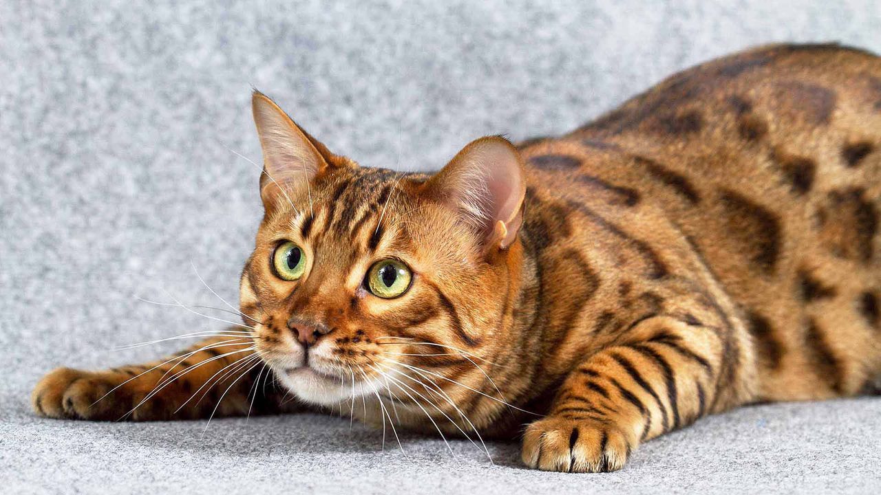 Сколько лет в среднем живут кошки и коты бенгальские?