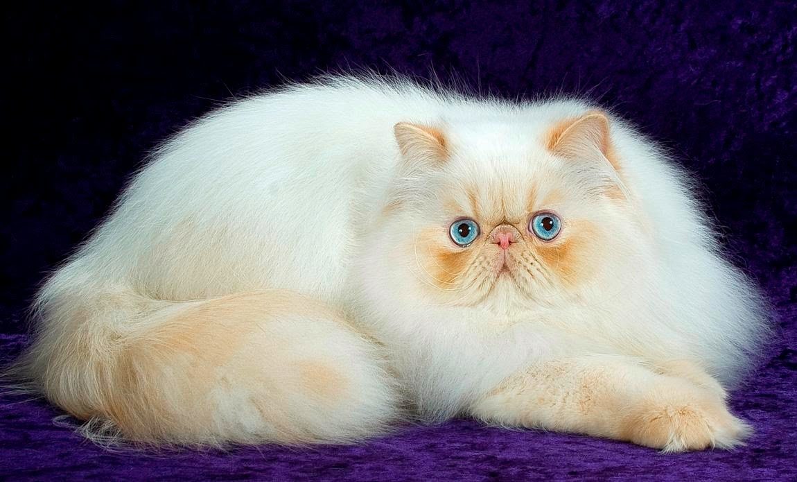 Сколько лет в среднем живут кошки и коты персидские?