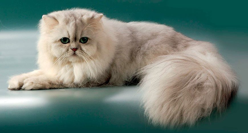 Сколько максимально живут кошки долгожители?