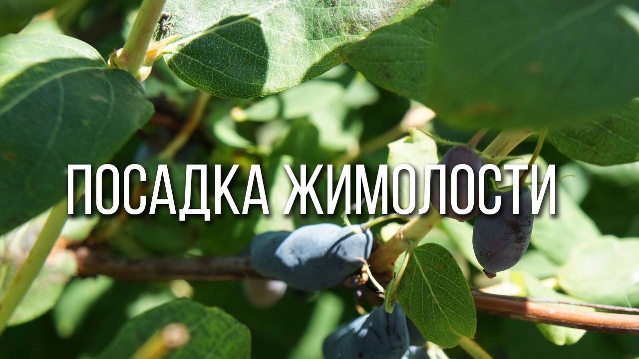 Черенкование жимолости