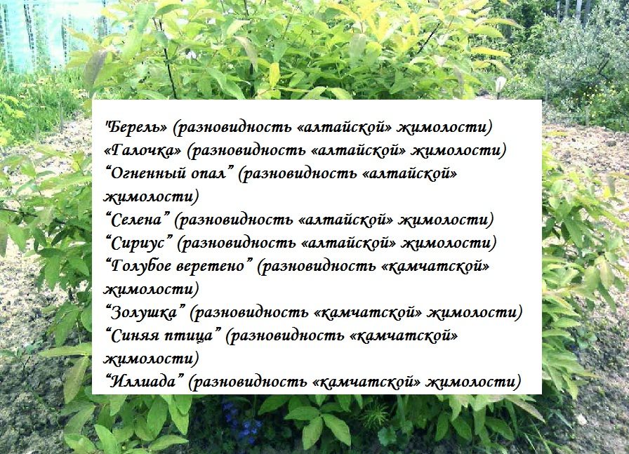 Список сортов