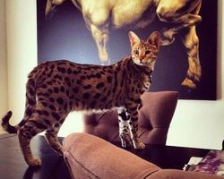 Новая, крупная гипоаллергенная кошка породы Ашера: описание, фото, характер. Кот, кошка и котенок породы Ашера – как выглядят, сколько стоит в России? Королевская Ашера – самая дорогая кошка в мире: фото кота и кошки, описание