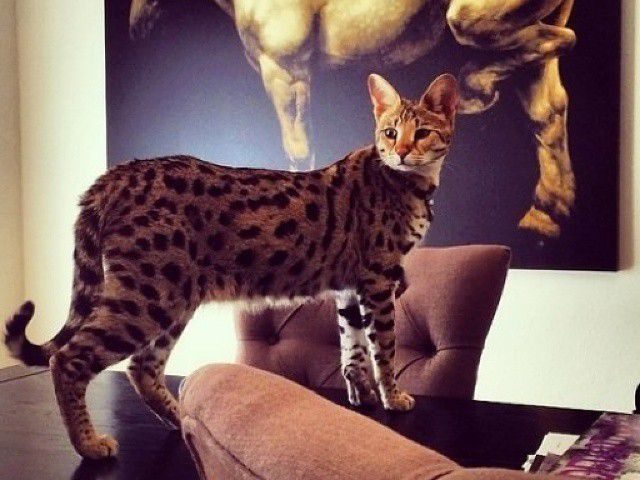 Новая, крупная гипоаллергенная кошка породы Ашера: описание, фото, характер. Кот, кошка и котенок породы Ашера – как выглядят, сколько стоит в России? Королевская Ашера – самая дорогая кошка в мире: фото кота и кошки, описание
