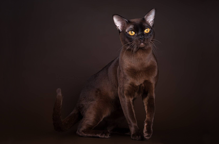 Бурманская кошка