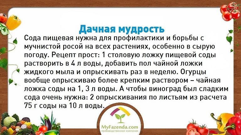 Рецепт применения соды от болезней растений